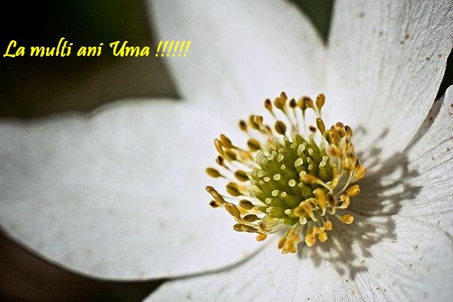 Imagine atasata: 99_55fe577555468bff221746b9b35c4a49.jpg