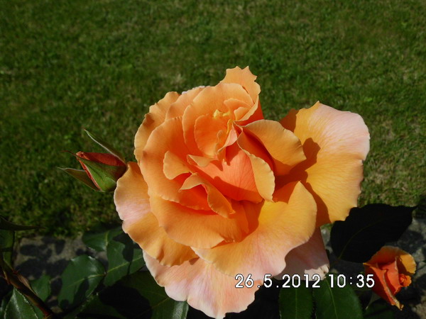 Imagine atasata: monthly_02_2013/post-16-13601028403853.jpg