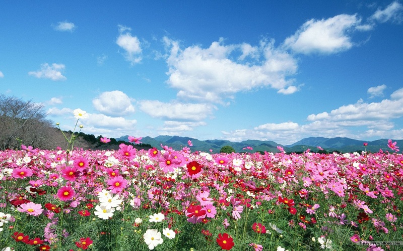 Imagine atasata: monthly_02_2014/post-46-13916662447963.jpg