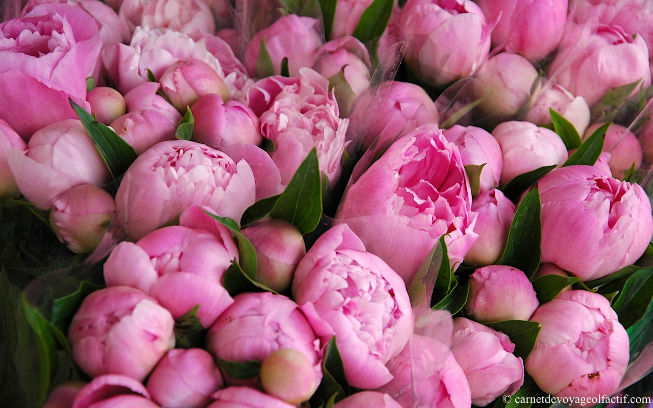 Imagine atasata: monthly_03_2014/post-16-1393748965334.jpg