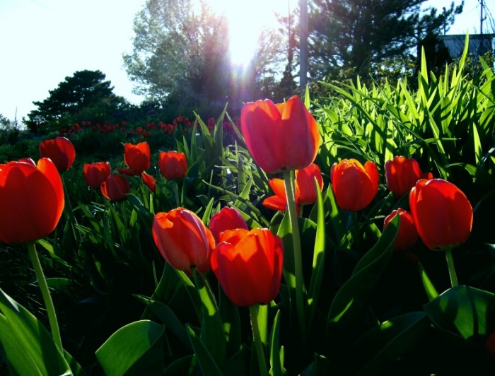 Imagine atasata: monthly_04_2011/post-264-13038403410783.jpg
