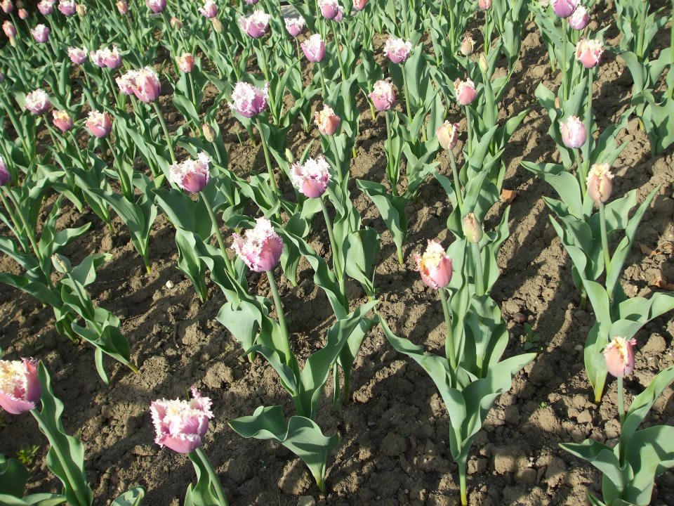 Imagine atasata: monthly_04_2012/post-114-13354207961411.jpg