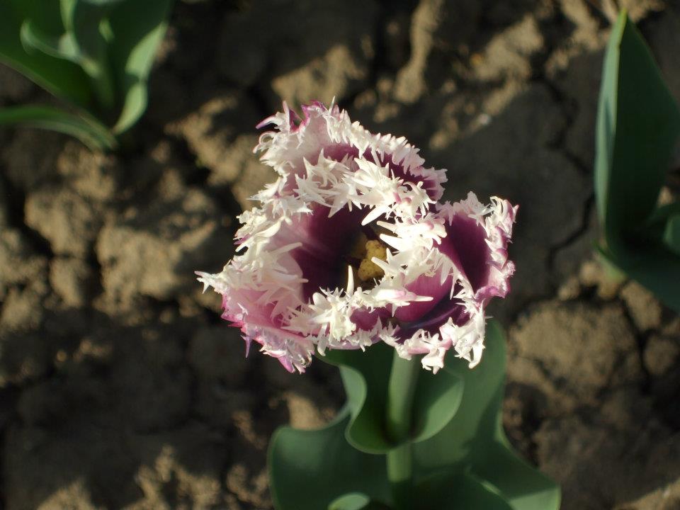 Imagine atasata: monthly_04_2012/post-114-13354212475602.jpg