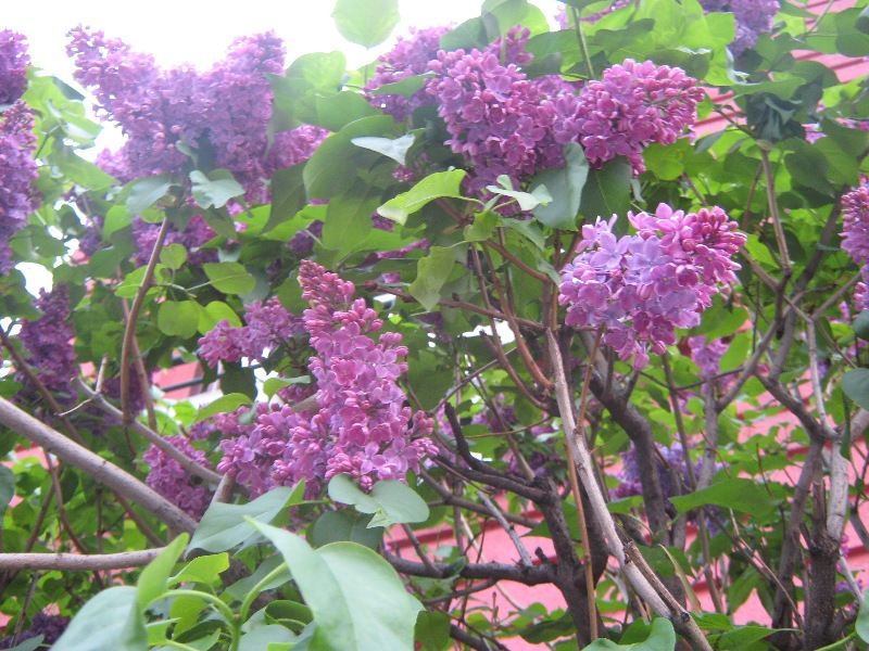 Imagine atasata: monthly_04_2012/post-88-13347334152936.jpg