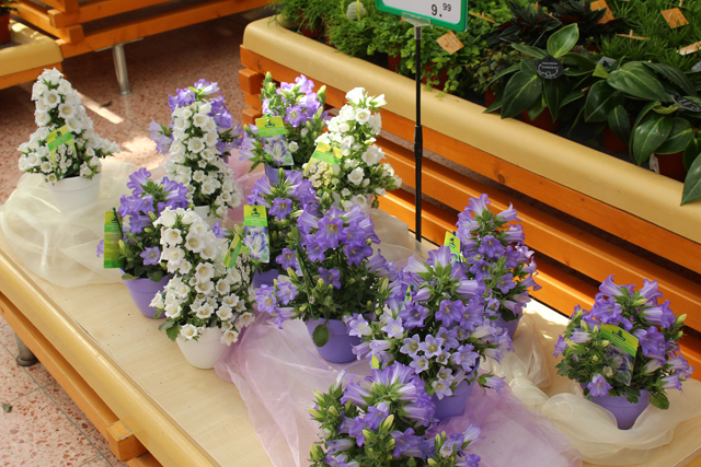 Imagine atasata: monthly_04_2015/post-27-14287270585672.jpg