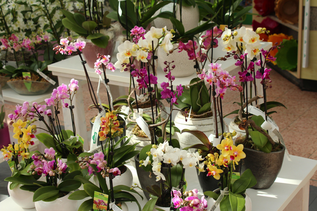 Imagine atasata: monthly_04_2015/post-27-1428727078624.jpg