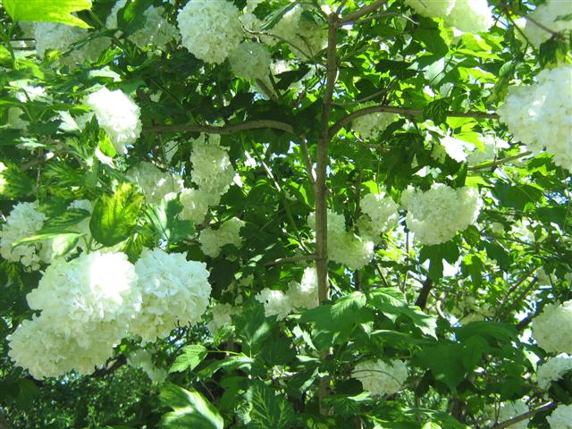 Imagine atasata: monthly_05_2011/post-74-13066704340661.jpg