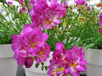 Imagine atasata: monthly_05_2013/post-409-1368623469573.jpg