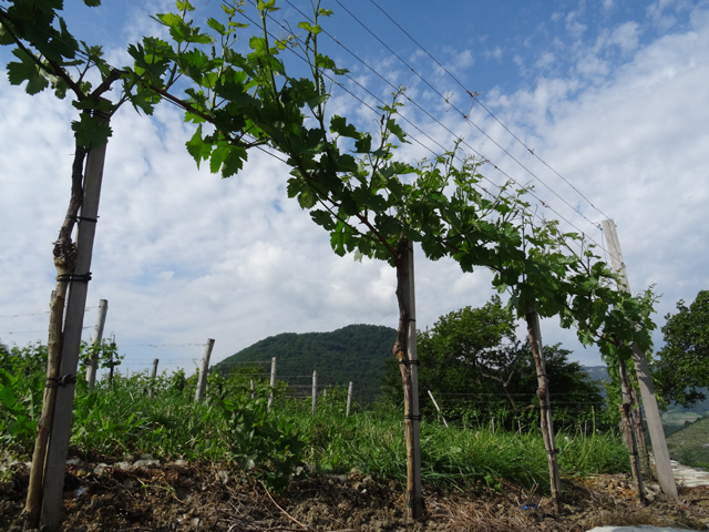 Imagine atasata: monthly_05_2015/post-27-1432048685161.jpg