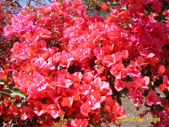 Imagine atasata: monthly_06_2010/post-16-127711261385.jpg