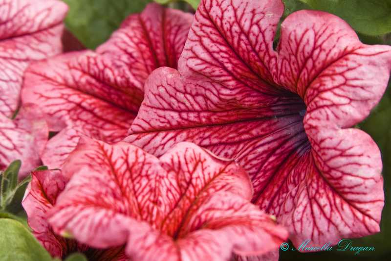 Imagine atasata: monthly_06_2010/post-46-127711605856.jpg