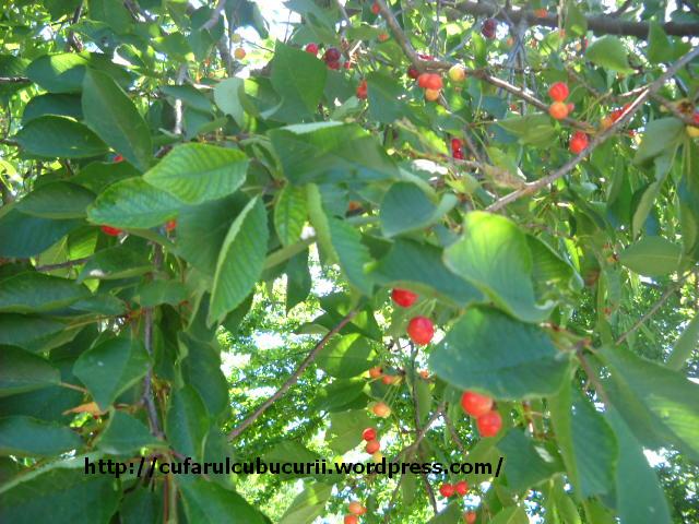 Imagine atasata: monthly_06_2012/post-1400-13388121591198.jpg