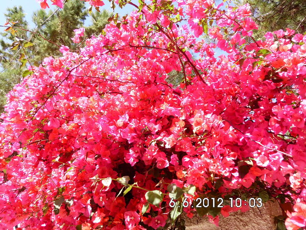 Imagine atasata: monthly_06_2012/post-16-13402621599327.jpg