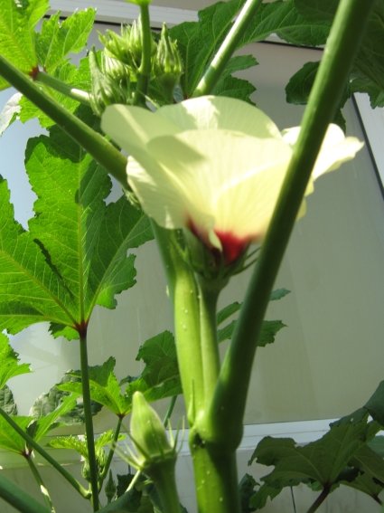 Imagine atasata: monthly_06_2012/post-332-13403528276075.jpg