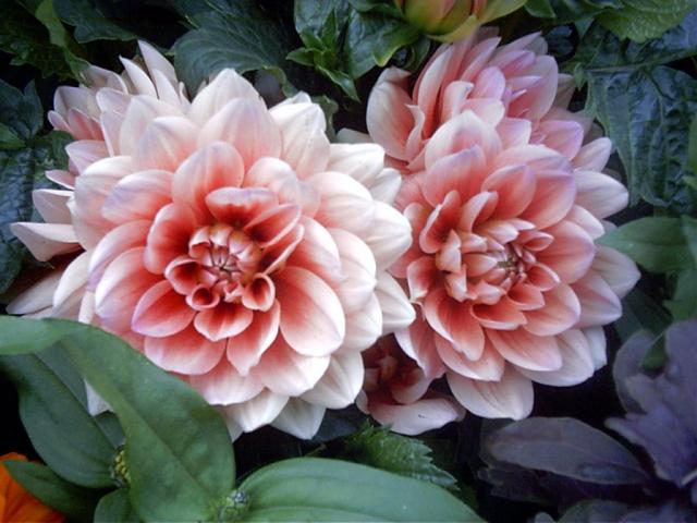 Imagine atasata: monthly_06_2012/post-46-13402586377344.jpg