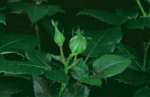 Imagine atasata: monthly_06_2013/post-1668-13717983714076.gif