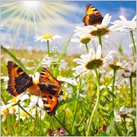 Imagine atasata: monthly_06_2013/post-409-13708660355772.jpg