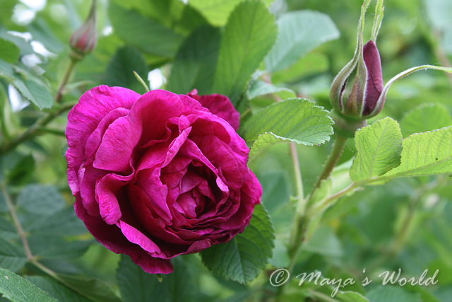 Imagine atasata: monthly_06_2013/post-5-13712060765843.jpg