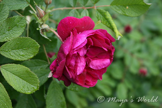 Imagine atasata: monthly_06_2013/post-5-13712060869619.jpg