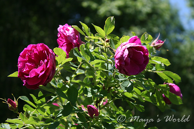 Imagine atasata: monthly_06_2013/post-5-13712061124436.jpg