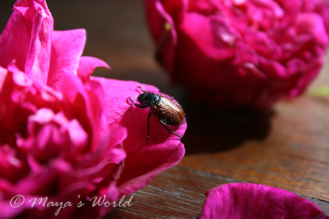 Imagine atasata: monthly_06_2013/post-5-13712061537356.jpg