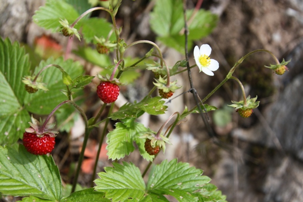 Imagine atasata: monthly_06_2014/post-184-14033613585254.jpg