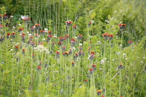 Imagine atasata: monthly_06_2014/post-184-14033614842519.jpg