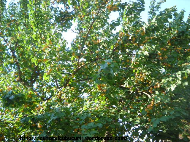 Imagine atasata: monthly_07_2012/post-1400-13422926985077.jpg