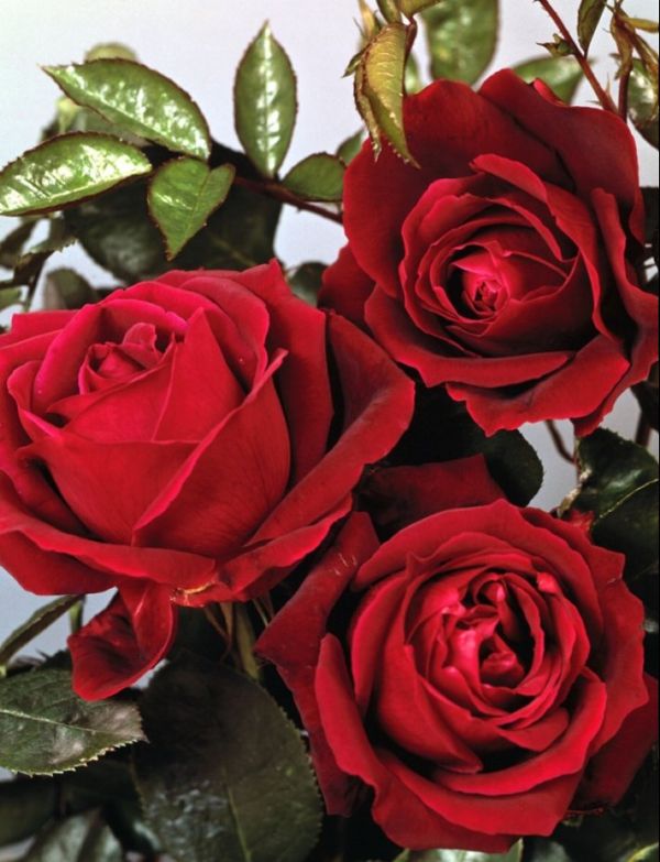 Imagine atasata: monthly_07_2012/post-405-13436585397856.jpg