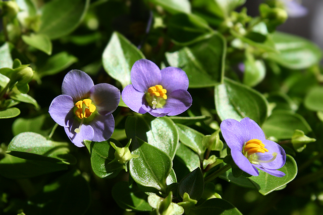 Imagine atasata: monthly_07_2013/post-5-13751252300058.jpg