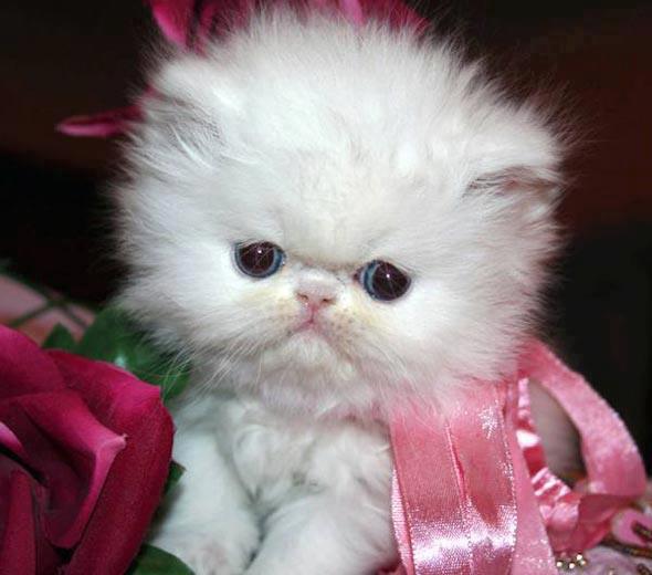 Imagine atasata: monthly_07_2013/post-73-13751019242471.jpg