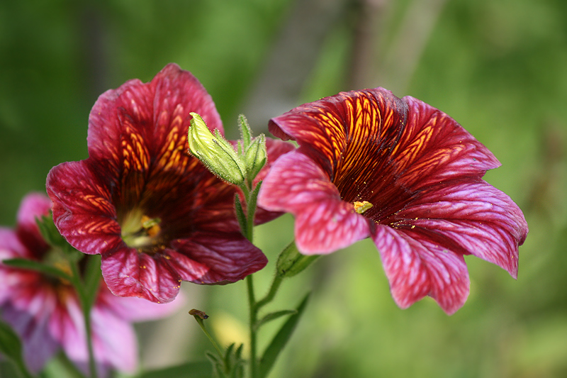 Imagine atasata: monthly_07_2014/post-5-14066290293121.jpg