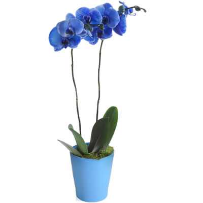 Imagine atasata: monthly_07_2015/post-162-14382010448822.jpg