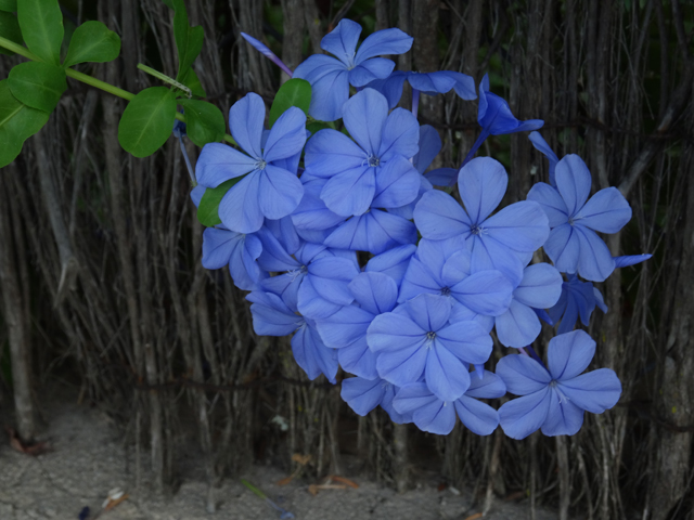 Imagine atasata: monthly_07_2015/post-27-14367643573145.jpg