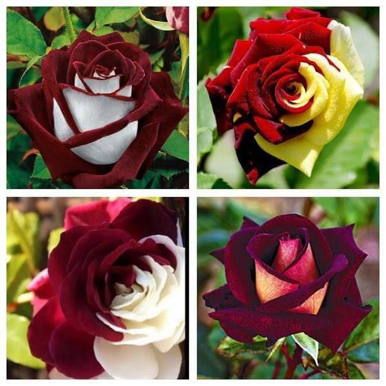 Imagine atasata: monthly_07_2015/post-685-14381563318947.jpg