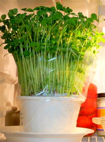 Imagine atasata: monthly_09_2011/post-1215-13163604368306.jpg