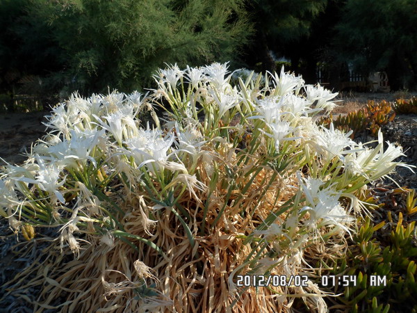 Imagine atasata: monthly_09_2012/post-16-13471946517091.jpg