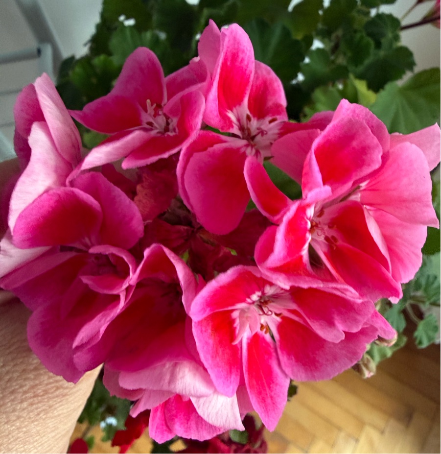 Imagine atasata: monthly_09_2025/post-343-0-71653500-1758795727.jpeg