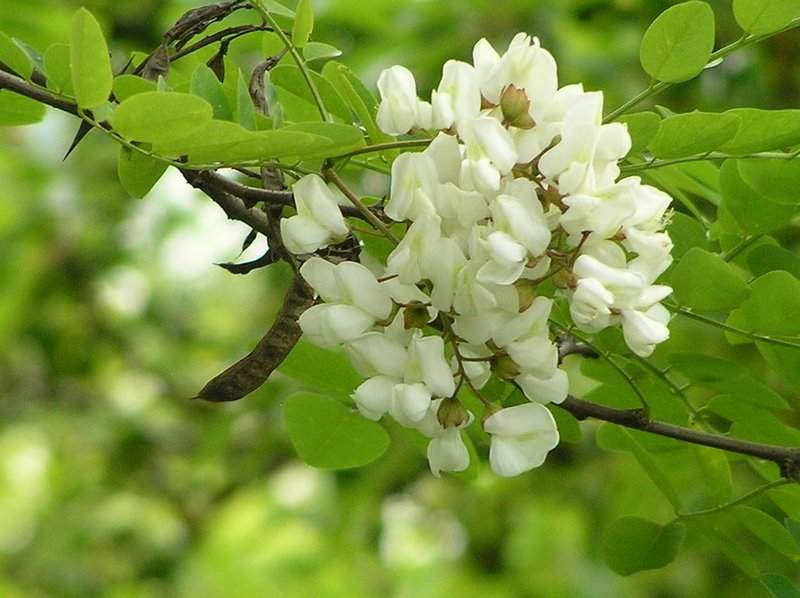 Imagine atasata: monthly_11_2011/post-46-13224310445877.jpg