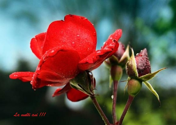 Imagine atasata: monthly_11_2012/post-1287-13540422545107.jpg