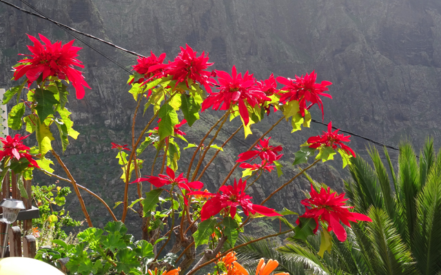 Imagine atasata: monthly_11_2015/post-27-1448689011299.jpg