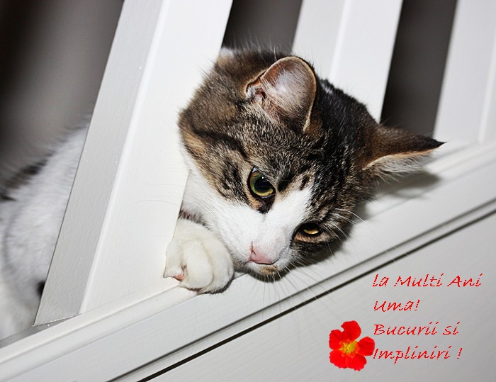 Imagine atasata: monthly_12_2010/post-119-12927577266346.jpg