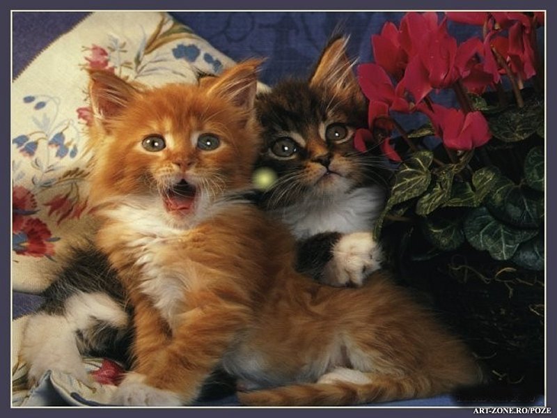 Imagine atasata: monthly_12_2010/post-88-12923151939207.jpg