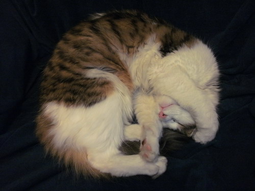 Imagine atasata: monthly_12_2011/post-16-13236724738515.jpg