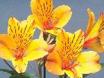 Imagine atasata: monthly_12_2011/post-162-13248345138718.jpg