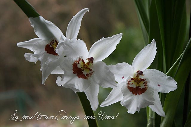 Imagine atasata: monthly_12_2011/post-5-1323691743151.jpg