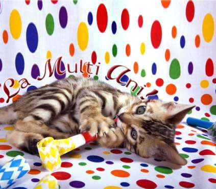 Imagine atasata: monthly_12_2012/post-685-13553147817828.jpg