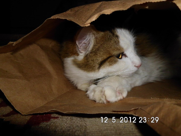 Imagine atasata: monthly_12_2013/post-16-13868348970901.jpg