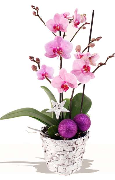 Imagine atasata: monthly_12_2013/post-685-13868396912876.jpg