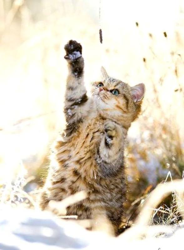 Imagine atasata: monthly_12_2014/post-88-14183747691352.jpg